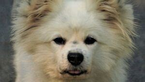 myltiporm|Maltipom Guide: Your Complete Source on the Maltese .